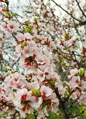 Cherry blossom felt.