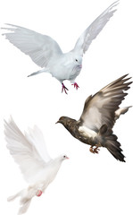 three pigeons isolated on white illustration