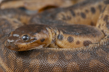 Elephant trunk snake / Acrochordus javanicus