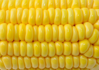 Corns background