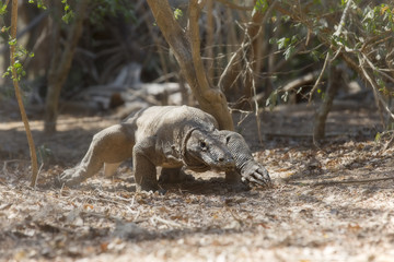 Komodo Dragon