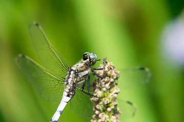 Orthetrum albistylum speciosum