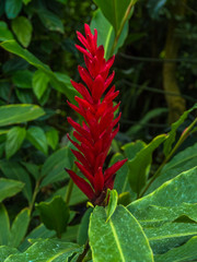 Alpinia oceanica, ZINGIBERACEAE, Solomon Islands, Vanuatu