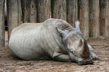Nashorn