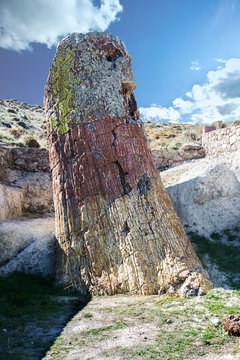 Petrified redwood tree at Sigri, Lesvos