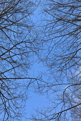 Obraz premium Silhouette of branches of a tree on background blue sky