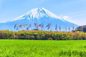 Fototapeta premium Colorful carp banners and Mount Fuji