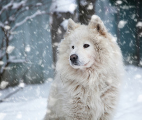 Obraz na płótnie Canvas fluffy white dog under the falling snow in winter