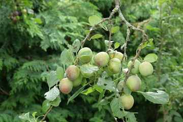 Obraz premium Prunier