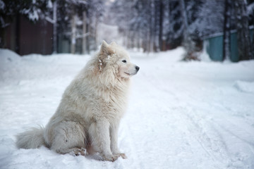 fluffy white dog under the falling snow in winter