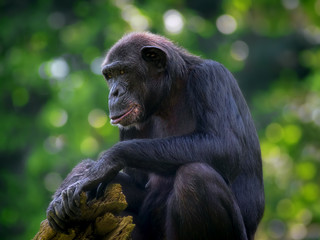 Common Chimpanzee