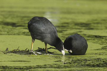 Coot, Fulica atra