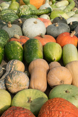 Zucche varie