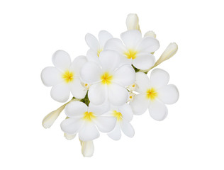 Naklejka na ściany i meble Frangipani flower isolated on white