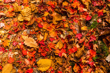 Foliage of the valley