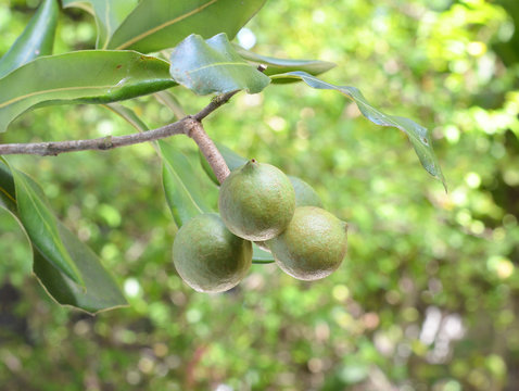 Macadamia Nuts Hanging On Tree