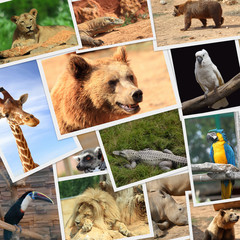 Obraz premium Collection of wild animals photography