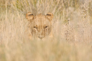 Obraz premium Lion hiding in the grass