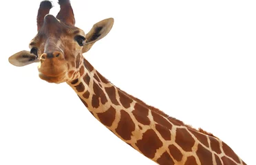 Papier peint photo Giraffe closeup portrait isolated on white background