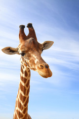 Naklejka premium Giraffe closeup portrait with blue sky as background