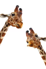 Papier Peint photo Girafe Couple de girafes closeup portrait isolé sur fond blanc