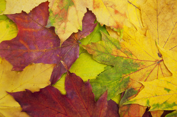 Naklejka na ściany i meble Mixture of Autumn leaves