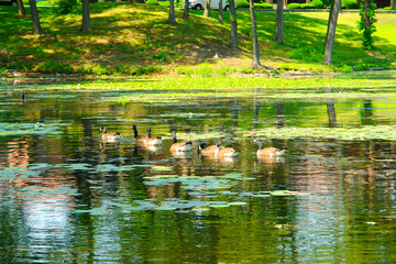 Lovely lake in Waltham city, Massachusets