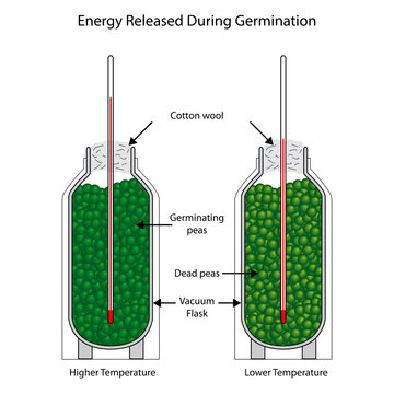 Energy released during germination of peas