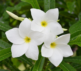 Tropical flowers frangipani