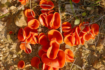 Orange Peel Fungus