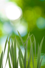 Fototapeta premium grass on green background