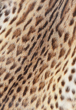 textured tiger pelt