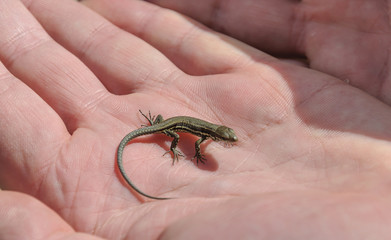 baby lizard