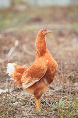brown hen chicken standing in field use for farm animals, livest