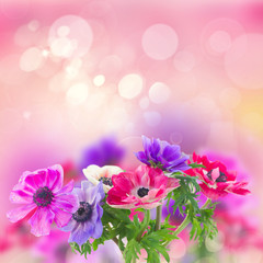 Fototapeta na wymiar anemone flowers