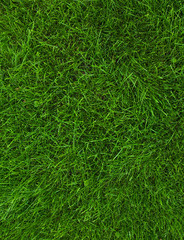 Green grass