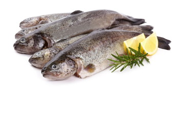 Five fresh rainbow trout on white background