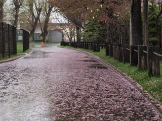 桜の花びらの道