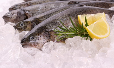 Fresh rainbow trout on cool ice with lemon