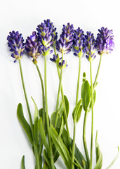 Fototapeta premium Fresh lavender