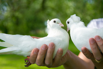 Wedding pigeons