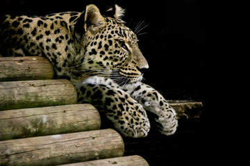 Leopardo iraniano - Panthera pardus saxicolor