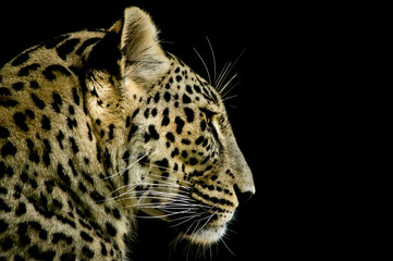 Obraz premium Leopardo iraniano - Panthera pardus saxicolor
