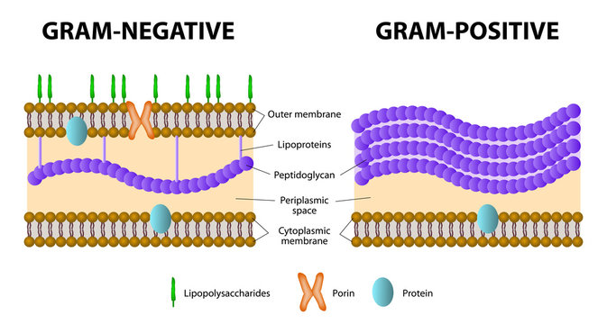 Gram-positive and Gram-negative bacteria