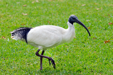 Australian birds - White Ibis