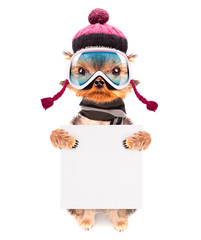 dog  dressed as skier with banner