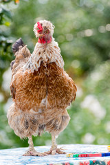 Chickens Laying hens  outdoors day