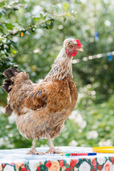 Chickens Laying hens  outdoors day