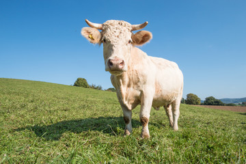 Fototapeta na wymiar white cow on the meadow