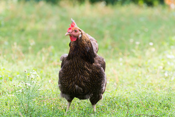 Chickens Laying hens  outdoors day